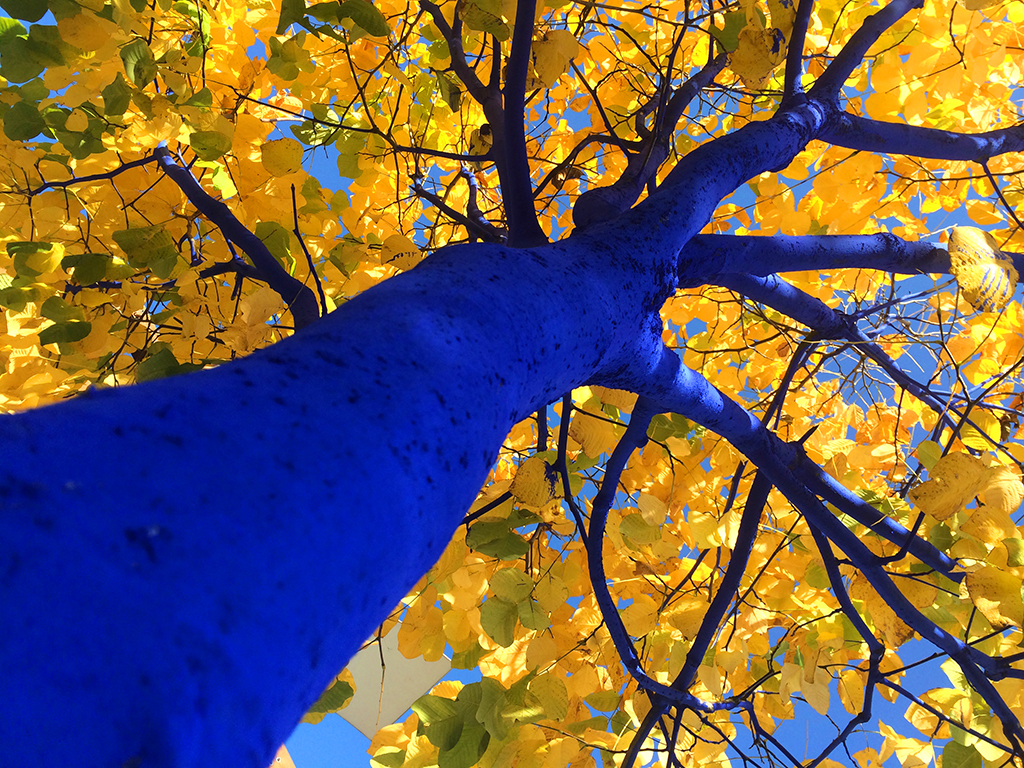 Konstantin Dimopoulos: The Blue Trees